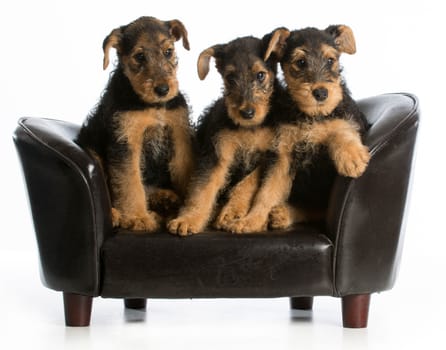 airedale terrier litter sitting on a dog couch on white background
