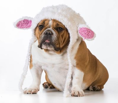 english bulldog wearing a knitted lamb hat on white background