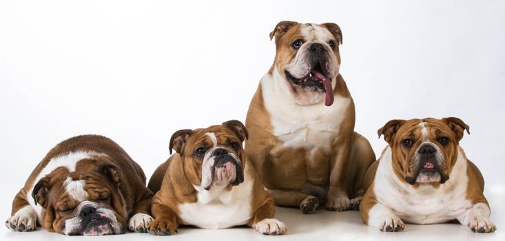 four english bulldogs together on white background
