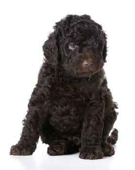 cute puppy - brown barbet puppy sitting on white background - five weeks old