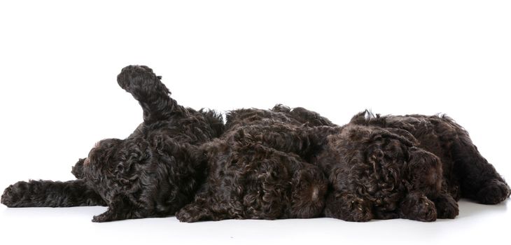 litter of puppies - 5 week old barbet puppies on white background
