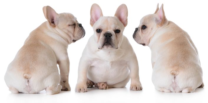 cute french bulldog puppies sitting isolated on white background