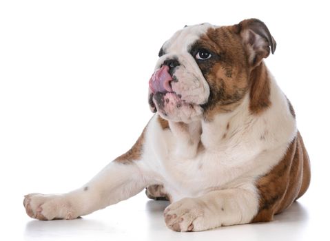 english bulldog puppy laying down isolated on white background - 5 months old