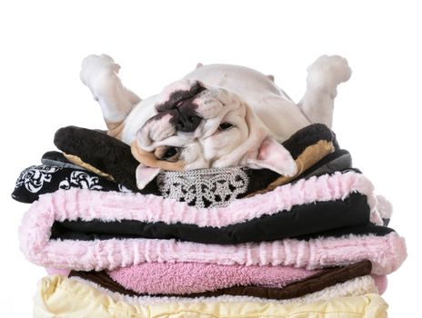 spoiled dog laying on a pile of soft dog beds isolated on white background - english bulldog