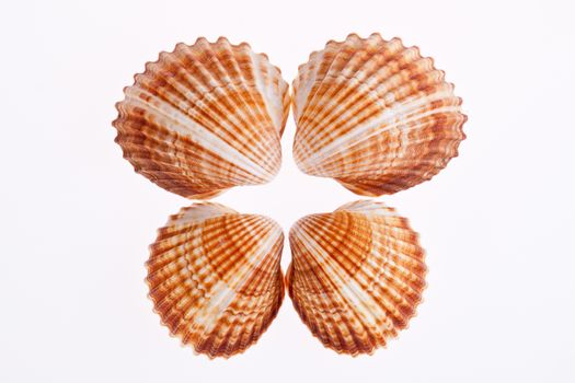 some of seashells isolated on white background