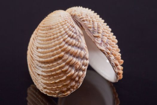 single seashell isolated on black background