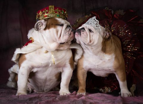 king and queen - two english bulldogs dress like a king and queen