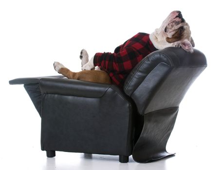 dog tired - bulldog stretched back resting in a recliner on white background