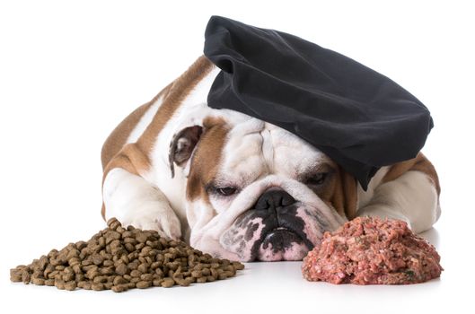 dog food debate - bulldog chef laying between pile of kibble and raw dog food