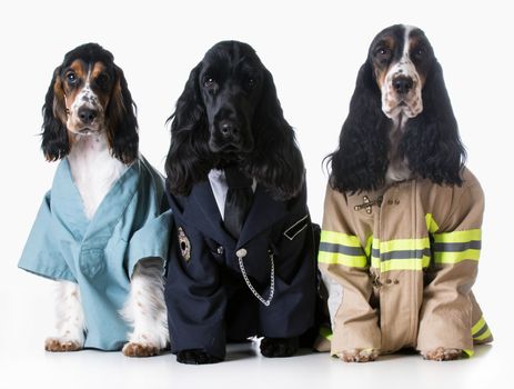 three dogs wearing doctor, policeman, and firefighter costumes on white background - english cocker spaniel