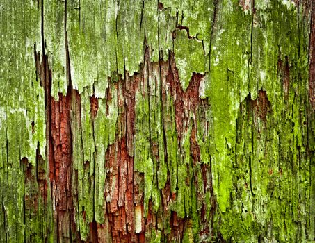 abstract background or texture green moldy old wood