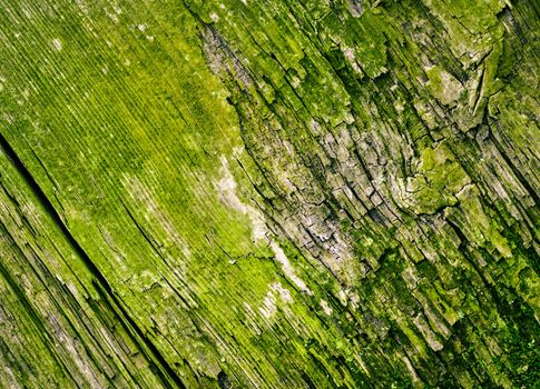 abstract background or texture green rotten old wood