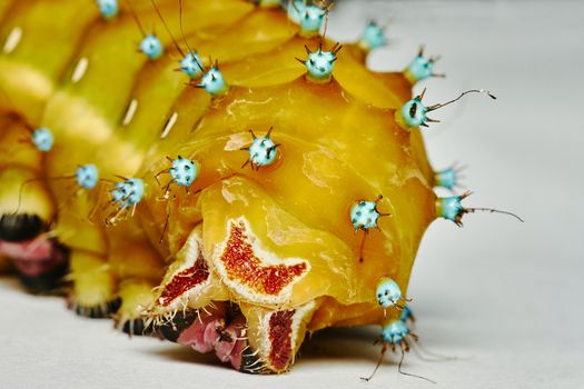 caterpillar on a piece of pape                               