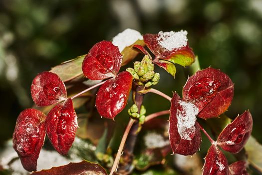 Mahonia shrub with red leaves and green buds covered with snow                               