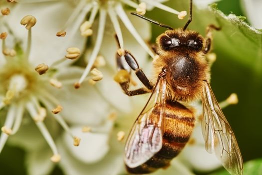  Bee on the sorbus                              