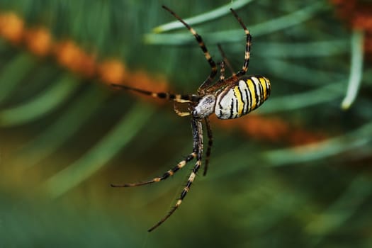 striped spider settled on a pine tree                               