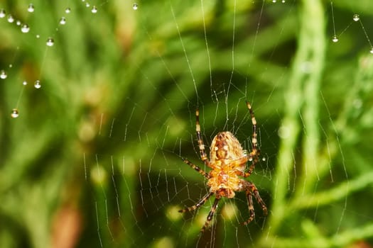 spider with spider web after rain                               