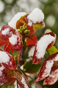 Mahonia shrub with red leaves and green buds covered with snow                               