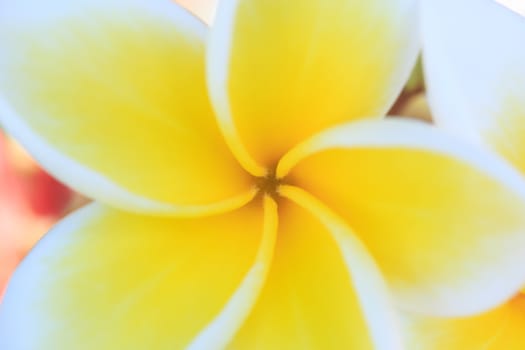 plumeria or frangipanni blossom blur style for background