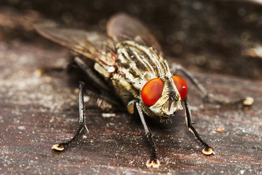 Fly on the table                               