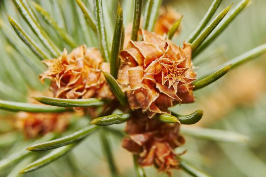  Emerging pine cone on the tree  in the garden                              