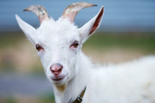 Goat grazing on the farm                               