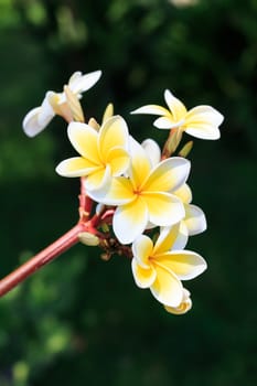 plumeria or frangipanni blossom