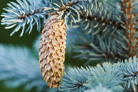 Fir-cone on the tree in the garden                               