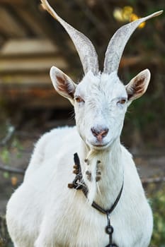 Goat grazing on the farm                               