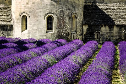 Abbey of Senanque and blooming rows lavender flowers. Gordes, Luberon, Vaucluse, Provence, France. 