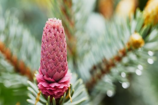 Young fir cone on the tree  in the garden                               