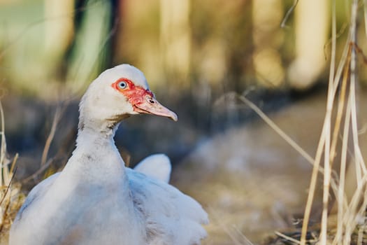 Great white duck in a village street                             