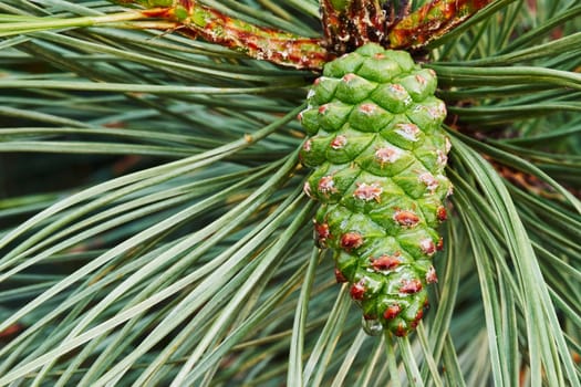 Emerging green pine cone on the tree                               