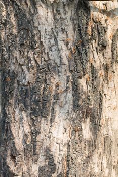 tree trunk closeup