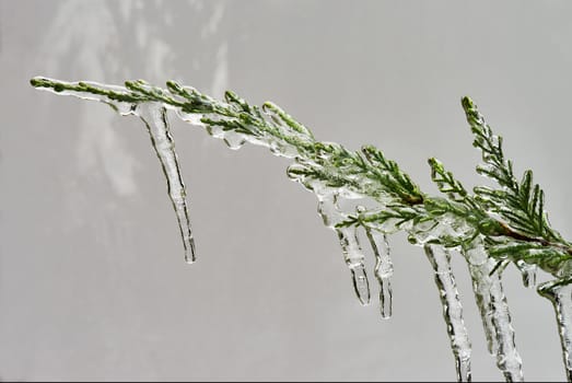 Icicle on a branch of a juniper in december                               