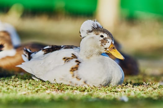 Great white duck in a village street                               