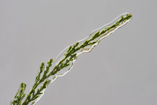 Branch of juniperus covered with ice in december                               