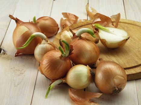 root of onion on wooden board