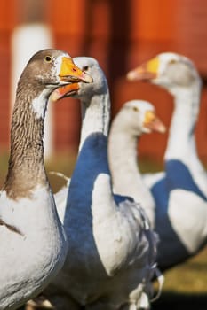 Wonderful  gooses in the village street                               