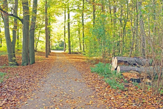Fall in the Netherlands