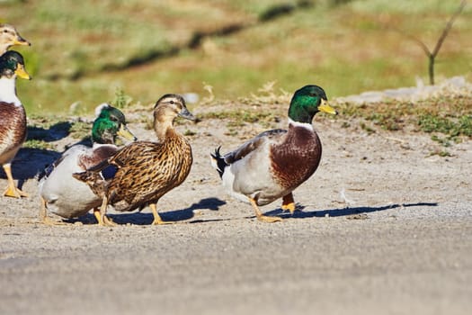 Ducks in the village crossing the street                               