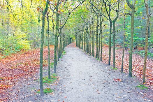 Fall in the forest in the Netherlands