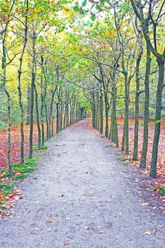 Fall in the forest in the Netherlands