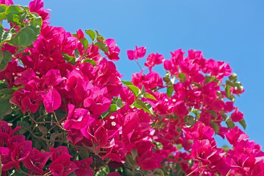 Bougainvillea against a blue sky