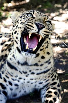 Beuatiful Leopard wild cat with large fangs and snarling