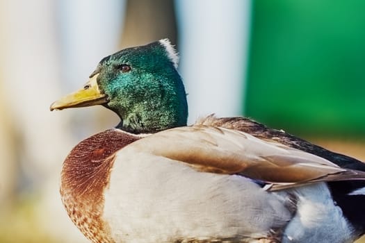 Great duck in a village street                               