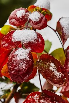 Mahonia shrub with red leaves covered with snow                               