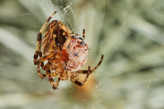 spider with prey ladybug on a green background                               