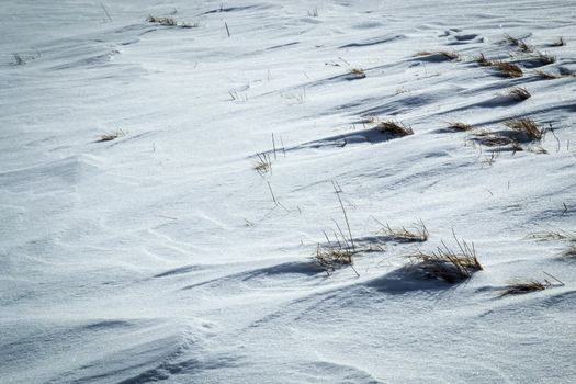 background grass looking at us from under the snow