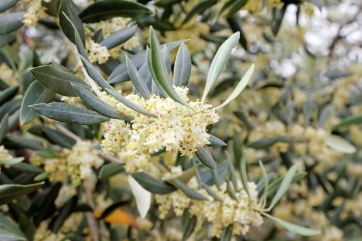 blossoming olive branch, a lot of flowers and buds